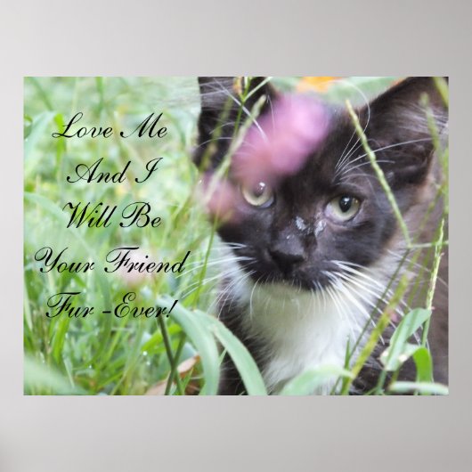 Poster Love Me Kitten (Devant)