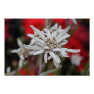 Poster Lovely Edelweiss Leontopodium nivale