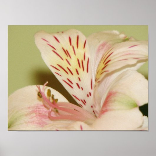 Poster Lovely Lily (Devant)