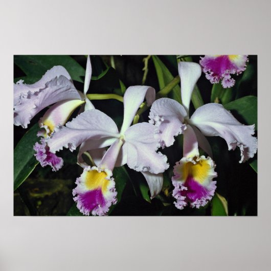Poster LovelyOrchid, hybride-cattleya, cattleya (trianae (Devant)