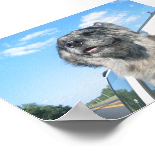 Poster Lovin' Life (Coin)