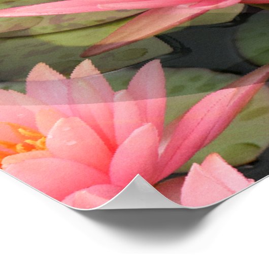 Poster Lovin' Lilies.... (Coin)