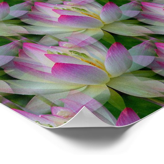 Poster Loving Lotuses... (Coin)