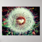 Poster Löwenzahn (Devant)