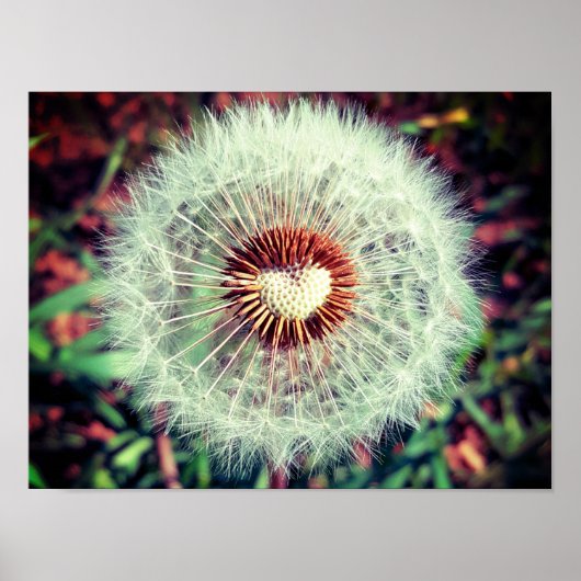 Poster Löwenzahn (Devant)