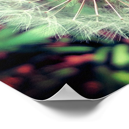 Poster Löwenzahn (Coin)