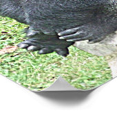 Poster Lowland Gorilla in Sitting Pose (Coin)