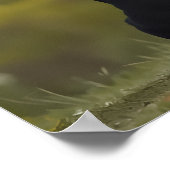 Poster Loyal Friends Dog Photography (Coin)