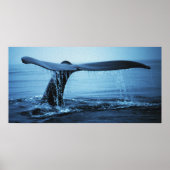 Poster Luc de baleine (Devant)