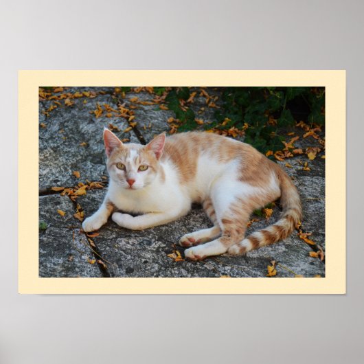 Poster Lucky (Devant)
