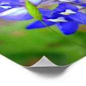 Poster Lucky Bluebonnet (Coin)