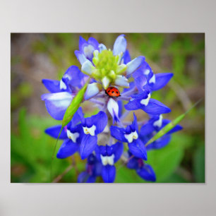 Poster Lucky Bluebonnet