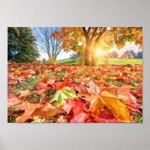 Lueur d'automne – Photographie de la nature coloré
