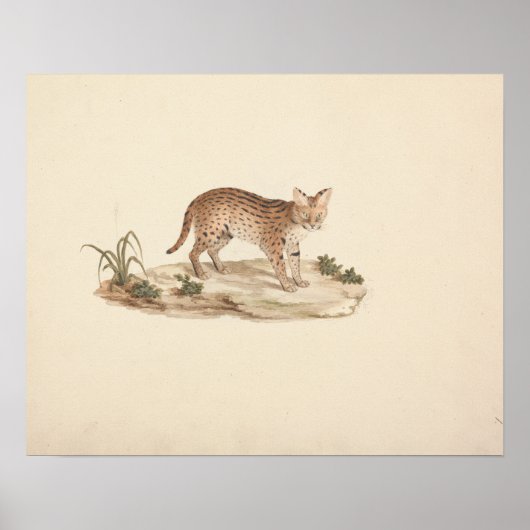 Poster Luigi Balugani - African Wildcat or Serval (Devant)