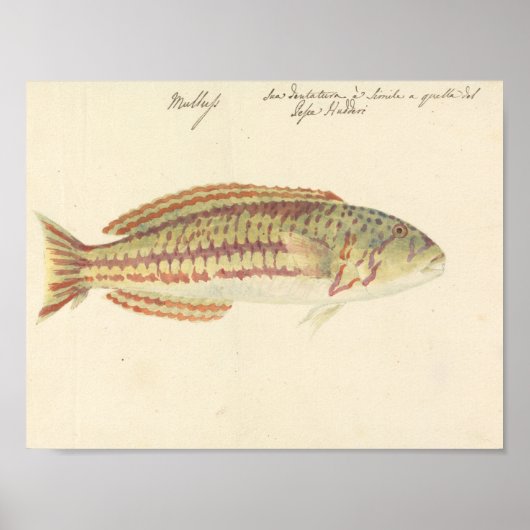 Poster Luigi Balugani - Mullup (Devant)