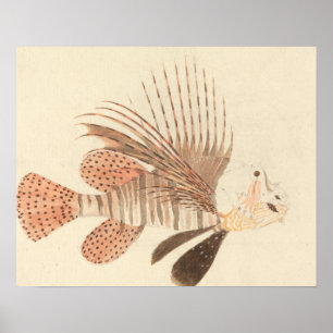 Poster Luigi Balugani - Poisson noir