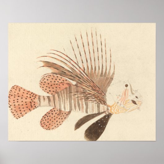 Poster Luigi Balugani - Poisson noir (Devant)