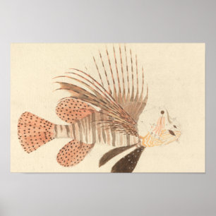 Poster Luigi Balugani - Poisson noir