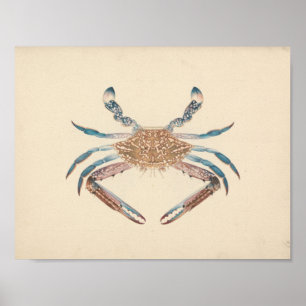 Poster Luigi Balugani - Portunua Pelagicus - Crabe bleu