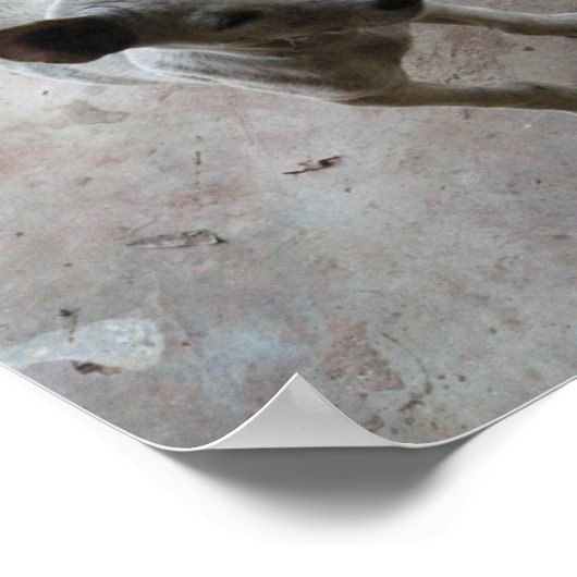 Poster Luk Maa ... Chien chiot thaïlandais Soi (Coin)