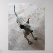Poster Luk Maa ... Chien chiot thaïlandais Soi (Devant)