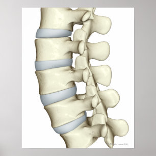 Poster Lumbar Vertebrae