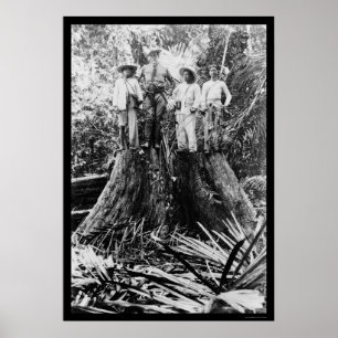 Poster Lumberjacks en Mindoro, Philippines 1906