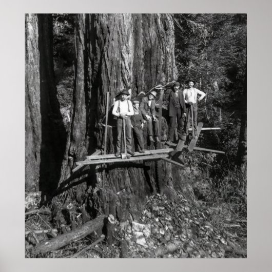 Poster LUMBERJACKS HAUT sur un REDWOOD c. 1889 (Devant)