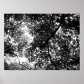 Poster Lumière à travers les arbres (Devant)