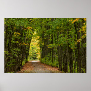 Poster Lumière Au Bout D'un Tunnel D'arbres
