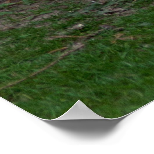 Poster Lumière Brahma Hen (Coin)