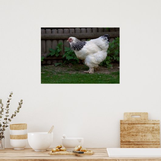Poster Lumière Brahma Hen (Cuisine)