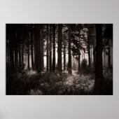 Poster Lumière brillant à travers une forêt sombre (Devant)