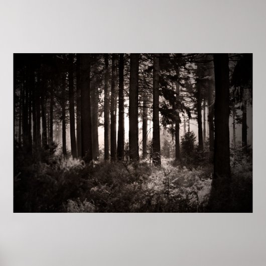 Poster Lumière brillant à travers une forêt sombre (Devant)