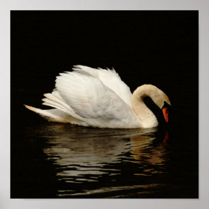 Poster Lumière dans la copie foncée de cygne tellement