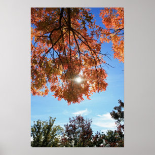 Poster "Lumière d'automne "