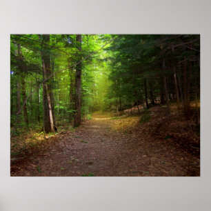 Poster Lumière de forêt