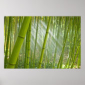 Poster Lumière du matin filtrant à travers le bambou (Devant)