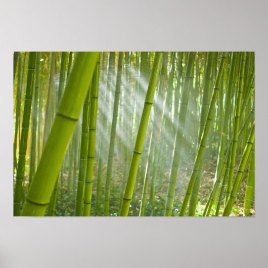 Poster Lumière du matin filtrant à travers le bambou (Devant)