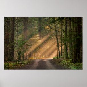 Poster Lumière du soleil à travers la forêt