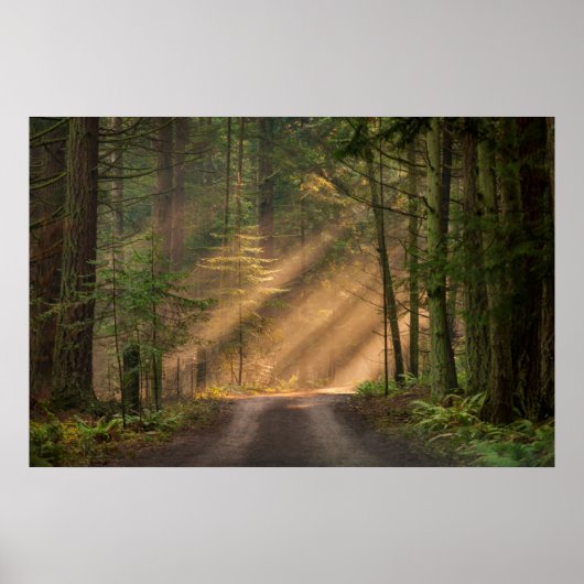 Poster Lumière du soleil à travers la forêt (Devant)