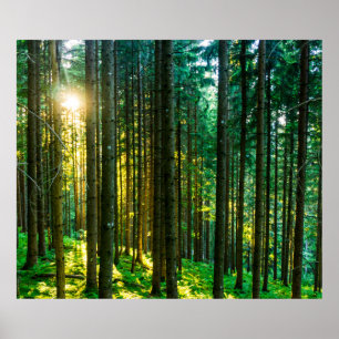 Poster Lumière Du Soleil À Travers Les Arbres Forestiers