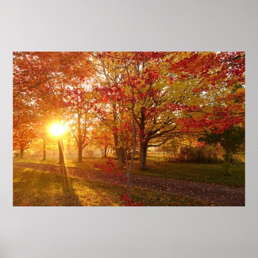 Poster Lumière du soleil à travers les érables rouges d'a (Devant)