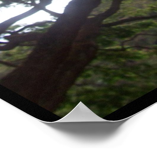 Poster Lumière du soleil dans les arbres (Coin)