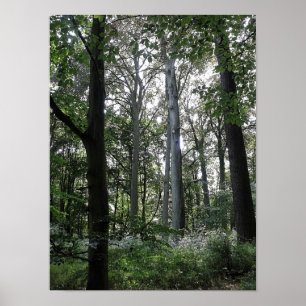 Poster Lumière du soleil dans les bois