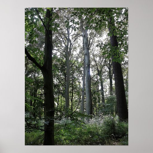 Poster Lumière du soleil dans les bois (Devant)