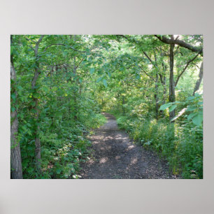 Poster Lumière du soleil de forêt