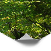 Poster Lumière du soleil sur le chemin en bois au Centenn (Coin)