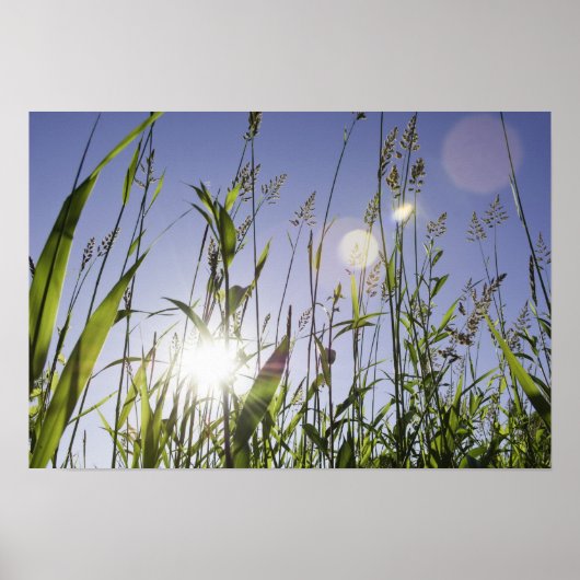 Poster Lumière du soleil sur l'herbe (Devant)