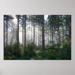 Poster Lumière du soleil traversant une forêt brumeuse
